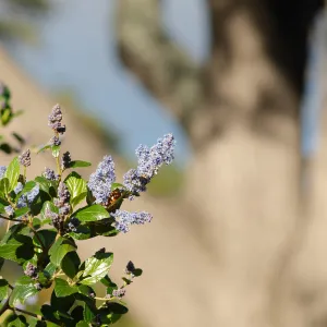 Ceanothus arboreus in bloom in the manzanita section. 