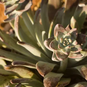 Dudleya (liveforevers) hybrid inflorescence forming in late February along the Meadow View trail. 