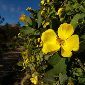 Bush Poppy