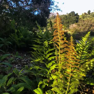 Coastal Woodfern