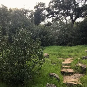 Old Island Section