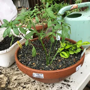Create Your Own Container Garden taught by Patrick Wiley