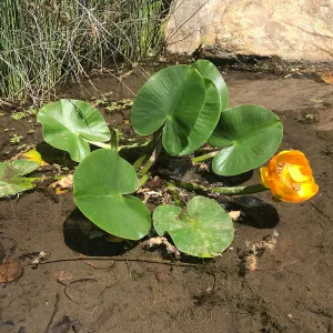 Great Yellow Pond-LiliyNuphar polysepala