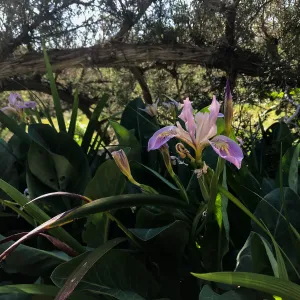 Iris among Yerba mansa