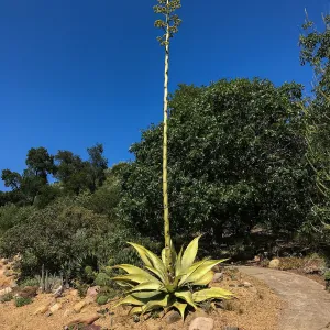 Agave sobria