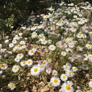 Spreading Fleabane
