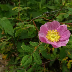 California Wild Rose