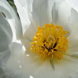 Matilija Poppy