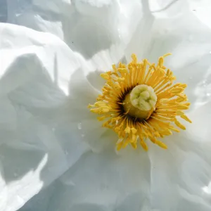 Matilija Poppy