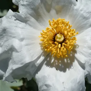 Matilija Poppy