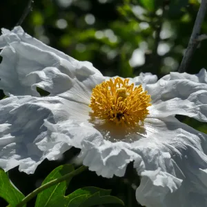 Matilija Poppy