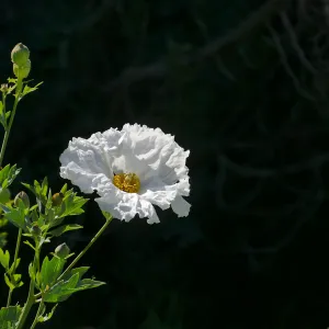 Matilija Poppy