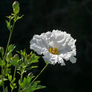 Matilija Poppy