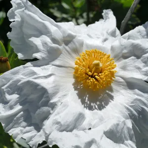 Matilija Poppy