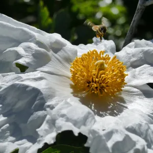 Bee landing on Matilija Poppy