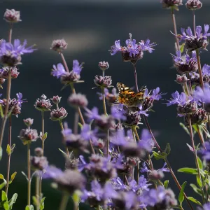Butterfly on Allen Chickering Sage