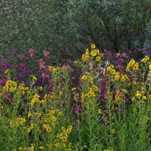 Elegant Madia and Fancy Clarkia