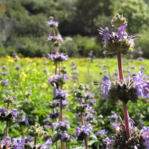 Sage blossom