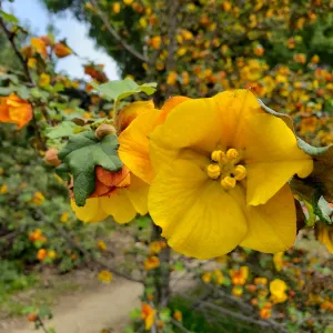 Fremontia blossom