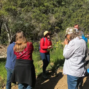 Romero Canyon day trip with Natalie Love, studying California Mugwort