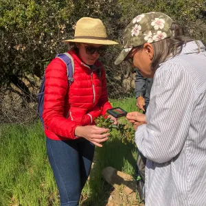 Romero Canyon day trip with Natalie Love, studying Coast Live Oak