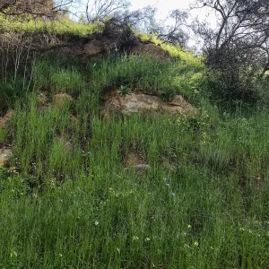 Romero Canyon day trip with Natalie Love, Dudleya (liveforevers) habitat