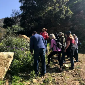 Romero Canyon day trip with Natalie Love, looking at native nightshades