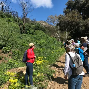 Romero Canyon day trip with Natalie Love, burnt ceanothus