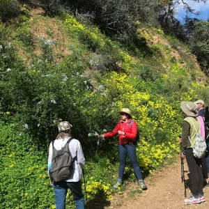 Romero Canyon day trip with Natalie Love, ceanothus (California Lilac) flowers