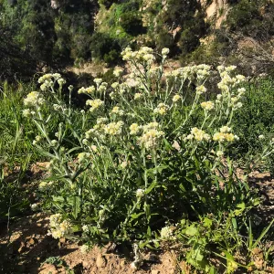 Romero Canyon day trip with Natalie Love, Pearly Everlasting