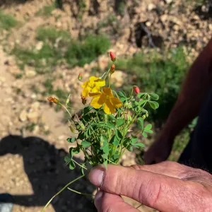 Romero Canyon day trip with Natalie Love, other kind of oxalis, not the usual yellow flower