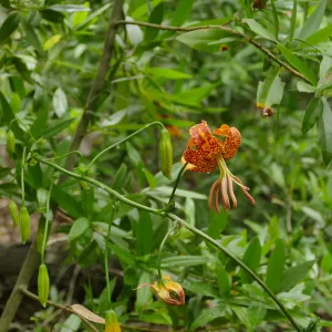 Humboldt Lily
