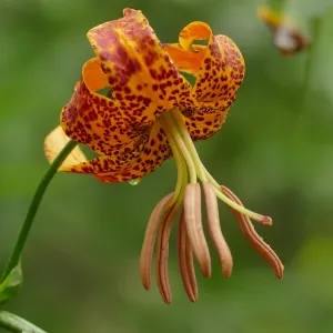 Humboldt Lily