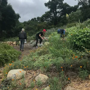 Bring the Wild Inside; Floral Design With California Native Plants