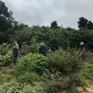 Bring the Wild Inside; Floral Design With California Native Plants