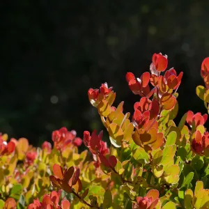 Arctostaphylos glauca x â€˜Canyon Blush'
