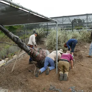 Moving a Lophocereus schottii cactus collected in 1996 from the canyard to the Island View Garden