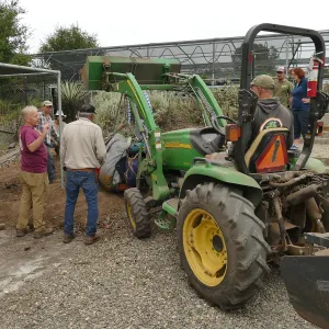 Moving a Lophocereus schottii cactus collected in 1996 from the canyard to the Island View Garden