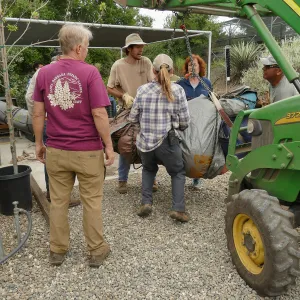 Moving a Lophocereus schottii cactus collected in 1996 from the canyard to the Island View Garden