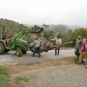 Moving a Lophocereus schottii cactus collected in 1996 from the canyard to the Island View Garden
