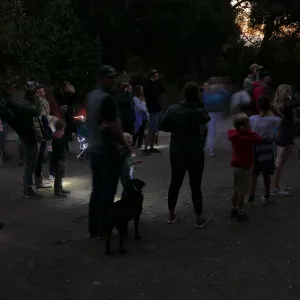 Full Moon Family Night, Listening to owls
