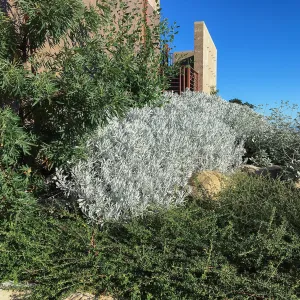 Senecio, Ceanothus hearstiorum, Lyonothamnus at PCC
