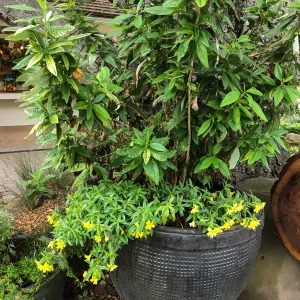 Carpenteria californica, Diplacus