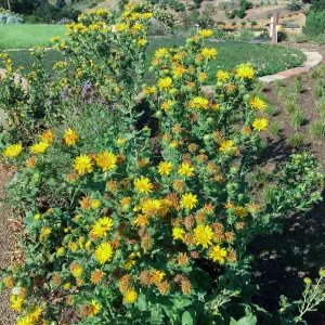 Grindelia hirsutula, PCC