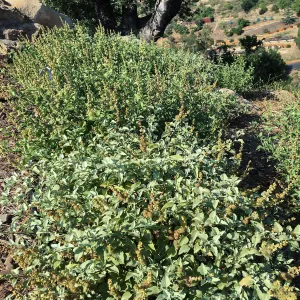 Ambrosia chenopodiifolia , PCC