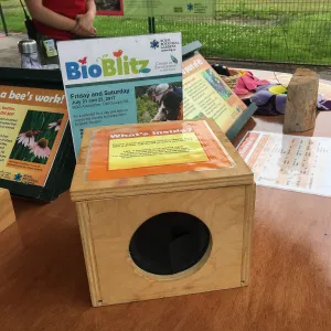 Royal Botanic Garden, Ontario, Canada, BioBlitz bee display
