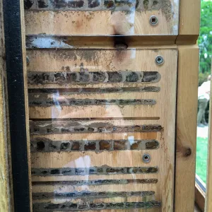 Royal Botanic Garden, Ontario, Canada, BioBlitz audio Bee Booth, Imagination Grove