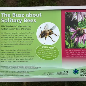 Royal Botanic Garden, Ontario, Canada, BioBlitz Bee display, Imagination Grove