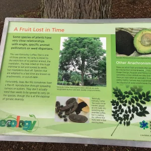 Royal Botanic Garden, Ontario, Canada, BioBlitz pollination and seed dispersal, Imagination Grove
