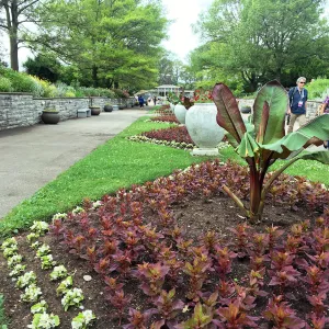 Royal Botanic Garden, Ontario, Canada, Banana plant
